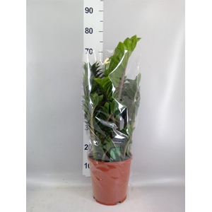 Zamioculcas zamiifolia 'Zenzi'