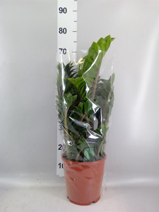 <h4>Zamioculcas zamiifolia 'Zenzi'</h4>