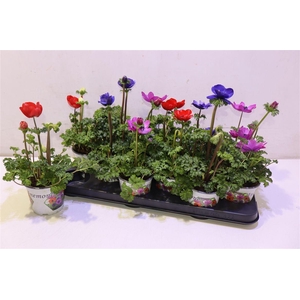 arr8 Anem Co Harm Gem