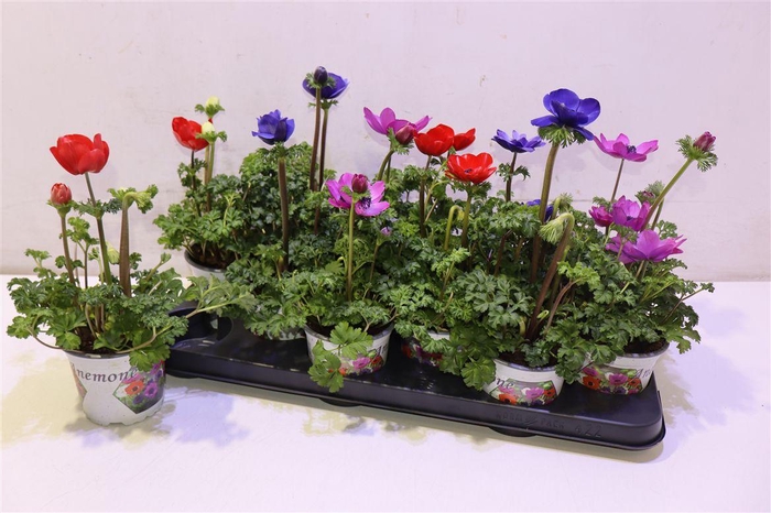 <h4>arr8 Anem Co Harm Gem</h4>