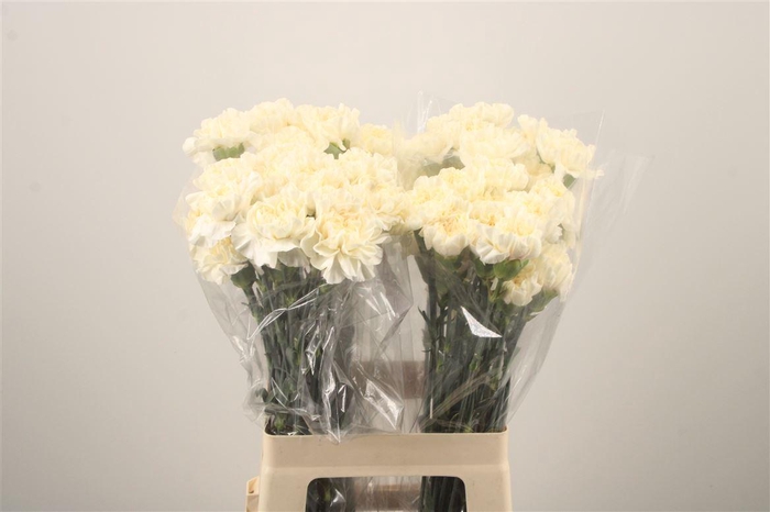 <h4>Di St Minami Vanilla</h4>