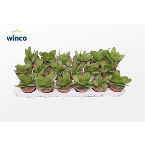 Crassula Cotyledonis Verde