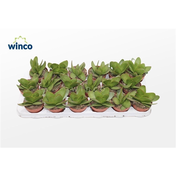 <h4>Crassula Cotyledonis Verde</h4>