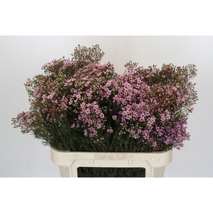 Chamelaucium Jupiter Solar