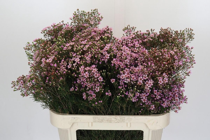 <h4>Chamelaucium Jupiter Solar</h4>