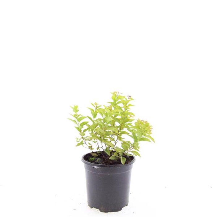 <h4>Spiraea japonica Golden Princess</h4>