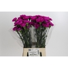 Dianthus St Tiepolo Fucsia