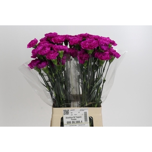 Dianthus St Tiepolo Fucsia