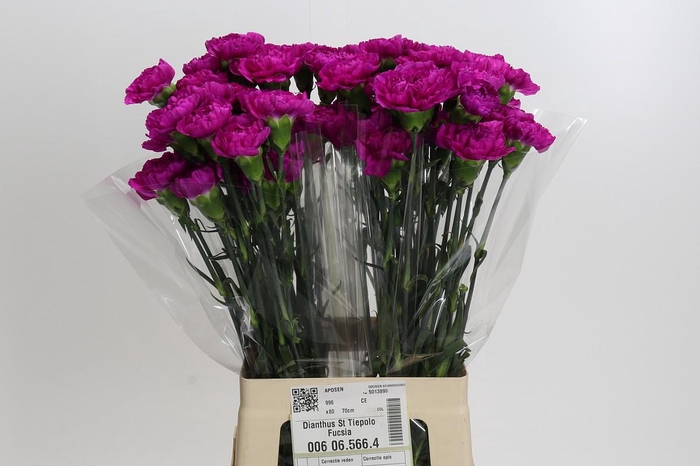 <h4>Dianthus St Tiepolo Fucsia</h4>