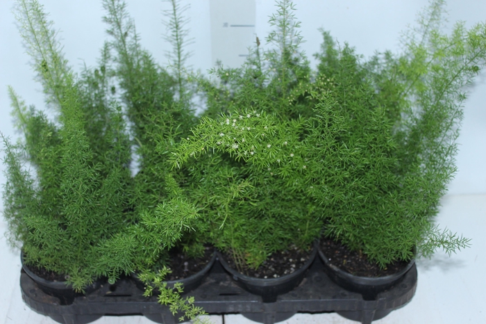 <h4>ASPARGO REAL P15</h4>