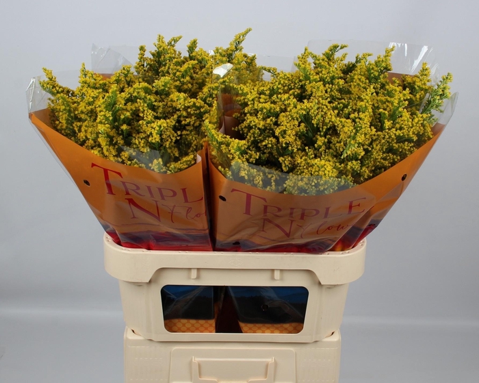 <h4>SOLI SUNNY GLORY</h4>