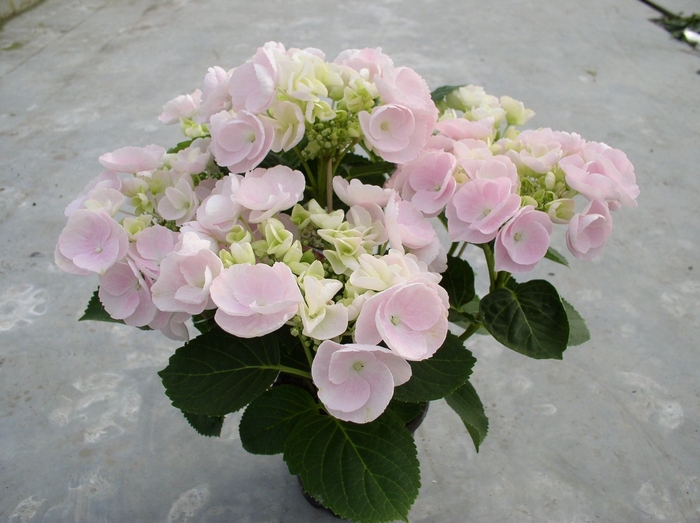 <h4>Hydrangea Hovaria Hobella</h4>