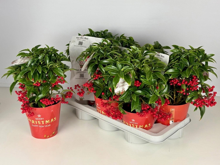 <h4>ARDIS CR BOS PR</h4>