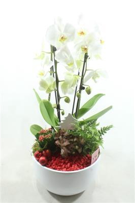 <h4>1091 Cascade RED</h4>