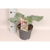 vaste planten 19 cm  Hosta Halcyon afd.1