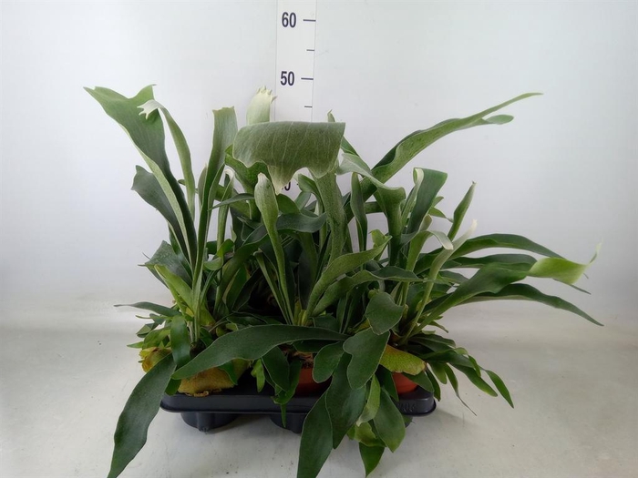 <h4>Platycerium bifurc.</h4>