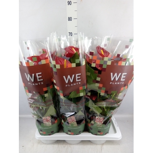 Anthurium andr. 'Tremendo'