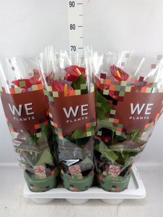 <h4>Anthurium andr. 'Tremendo'</h4>