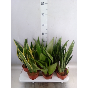 Sansevieria trifa.   ...