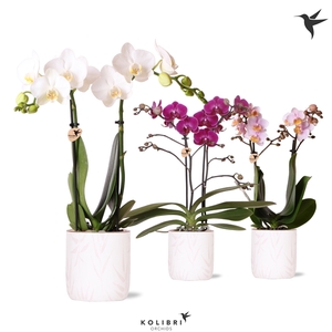 Kolibri Orchids Phalaenopsis mix 2 spike in Leaf pot pink