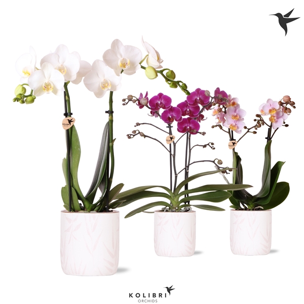 <h4>Kolibri Orchids Phalaenopsis mix 2 spike in Leaf pot pink</h4>