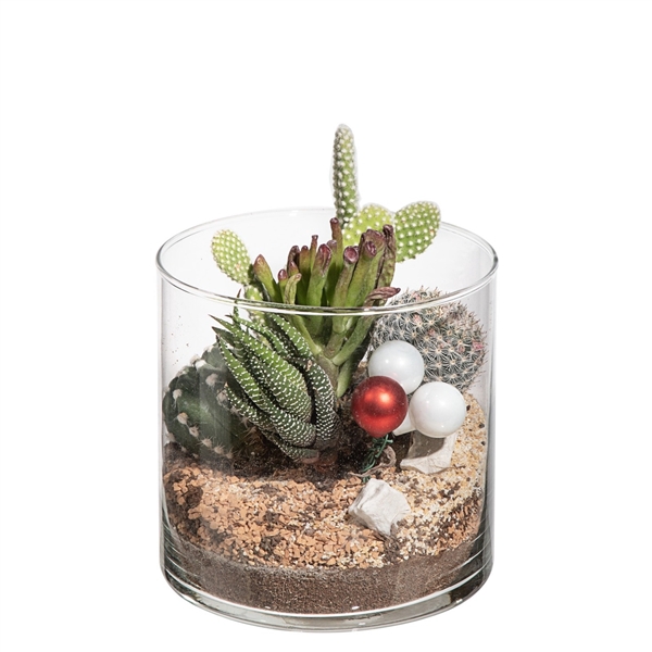 <h4>COMPOSITION CACTUS AND SUCCULENTS IN GLASS CYLINDER Ø12 H12 WITH CHRISTMAS DECORATION IN CARDBOARD BOX CM13X13</h4>