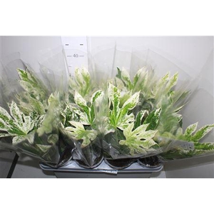 Fatsia Variegata Bontbladig