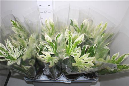 <h4>Fatsia Variegata Bontbladig</h4>