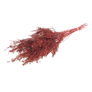 Solidago plant SB red