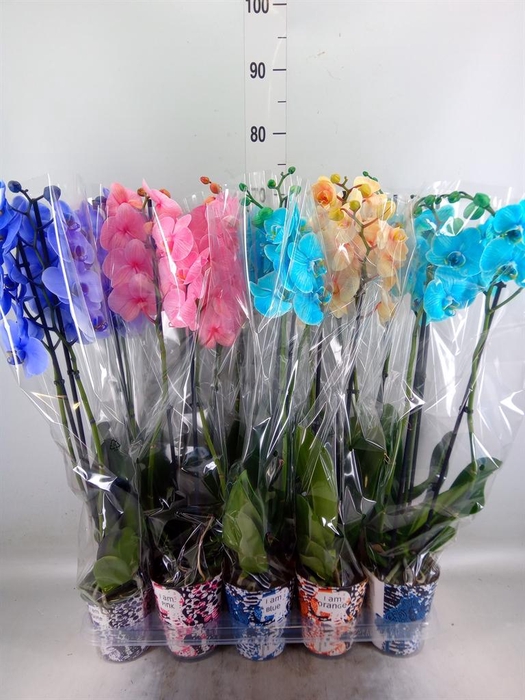 <h4>Phalaenopsis   ...</h4>