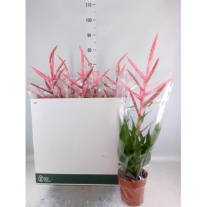 Tillandsia  'Dolce'