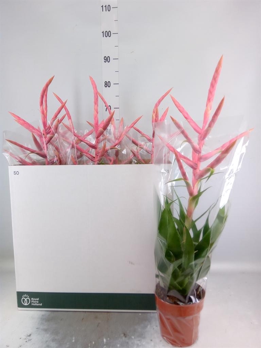 <h4>Tillandsia  'Dolce'</h4>