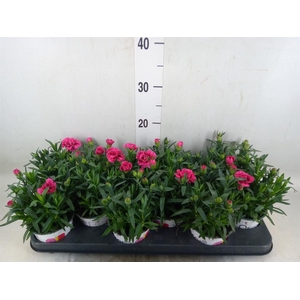 Dianthus  'Oscar Purple Wings'