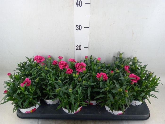 <h4>Dianthus  'Oscar Purple Wings'</h4>