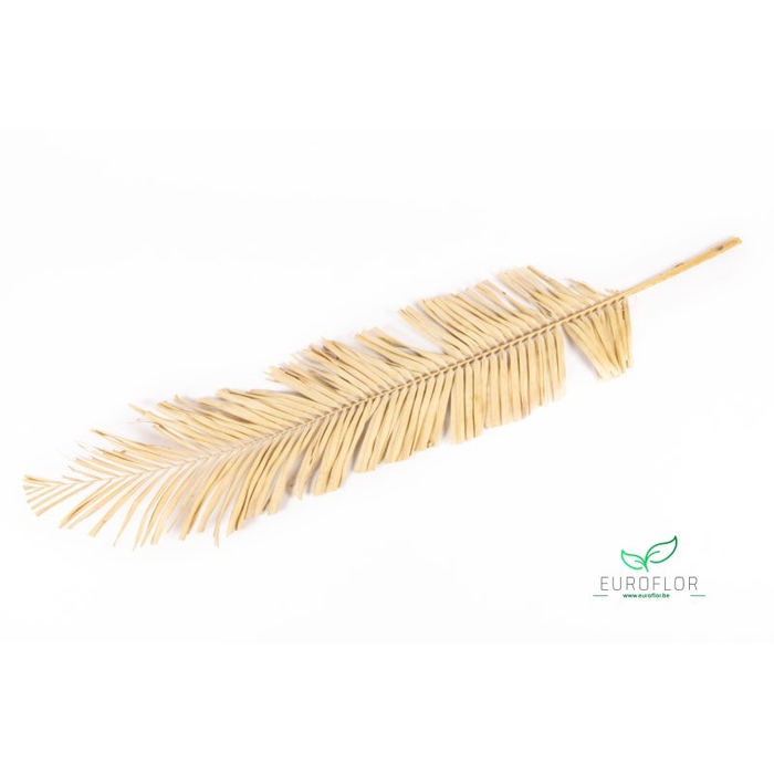 <h4>DRIED FLOWERS - PALM LEAF 1,2M NATURAL 1PC</h4>