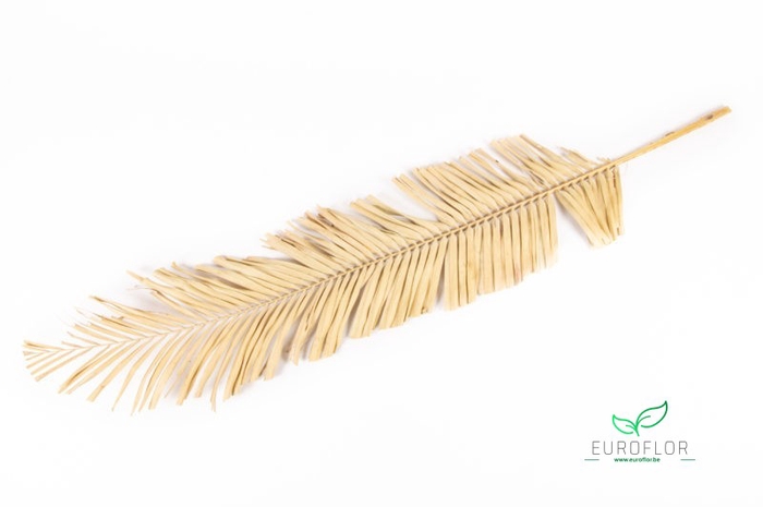 DRIED FLOWERS - PALM LEAF 1,2M NATURAL 1PC