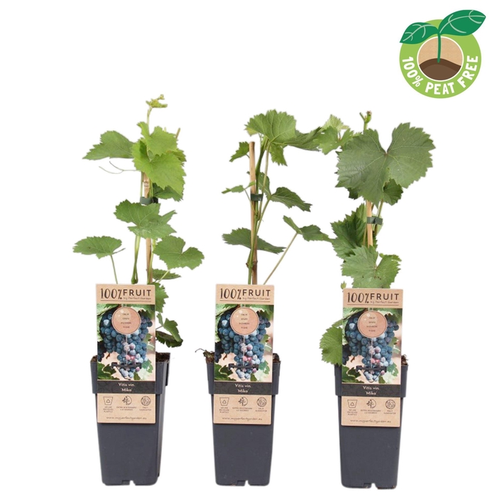 <h4>Vitis vinifera</h4>