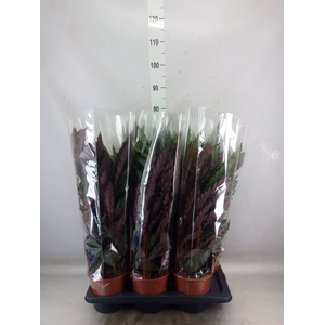 Calathea rufibarba 'Elgergrass'