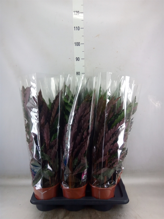 <h4>Calathea rufibarba 'Elgergrass'</h4>