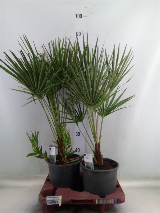 <h4>Chamaerops humilis</h4>
