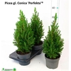 Picea Gl Perfecta