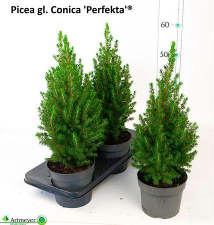 Picea Gl Perfecta
