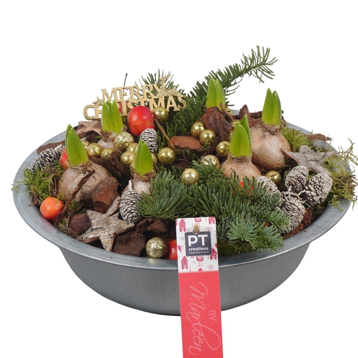 <h4>Arr. Hyacinthus L%</h4>