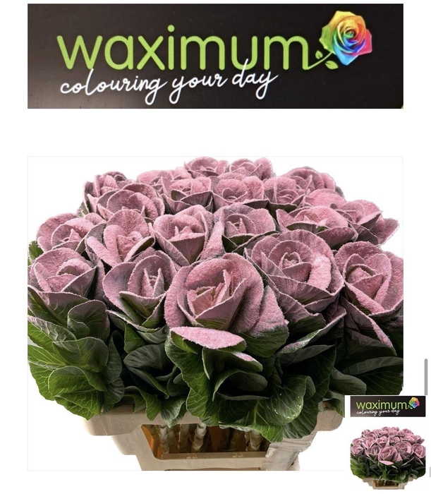 <h4>BRASS KLB H%</h4>