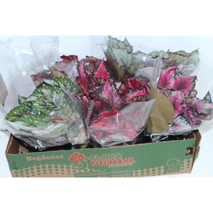 BEGONIA BELEAF P15 PO