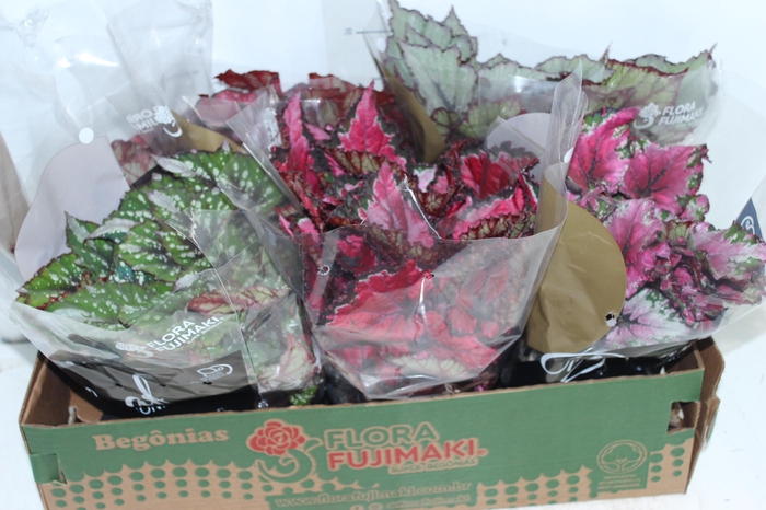 BEGONIA BELEAF P15 PO