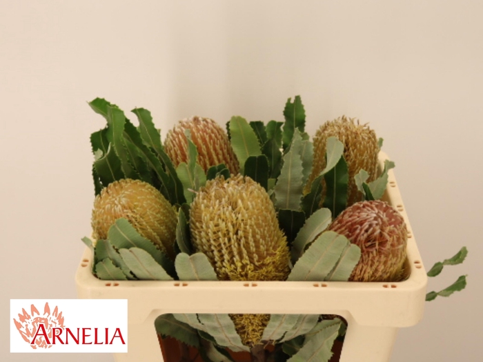 <h4>BANKSIA MENZIESII</h4>