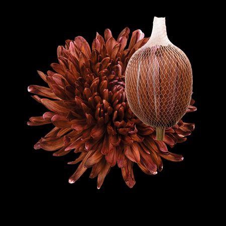 <h4>Chr G Antonov Brown</h4>