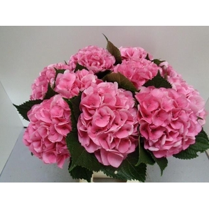 Hydr M Royal Love