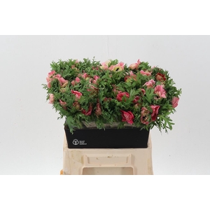 Anem Levante Rossa Chiaro